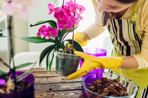 La cura delle Orchidee – Shop Giardinaggio San Fruttuoso