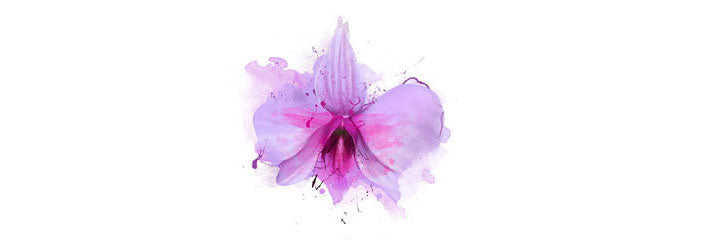 Le Orchidee, con i loro fiori di rara bellezza sono simbolo di eleganza e raffinatezza