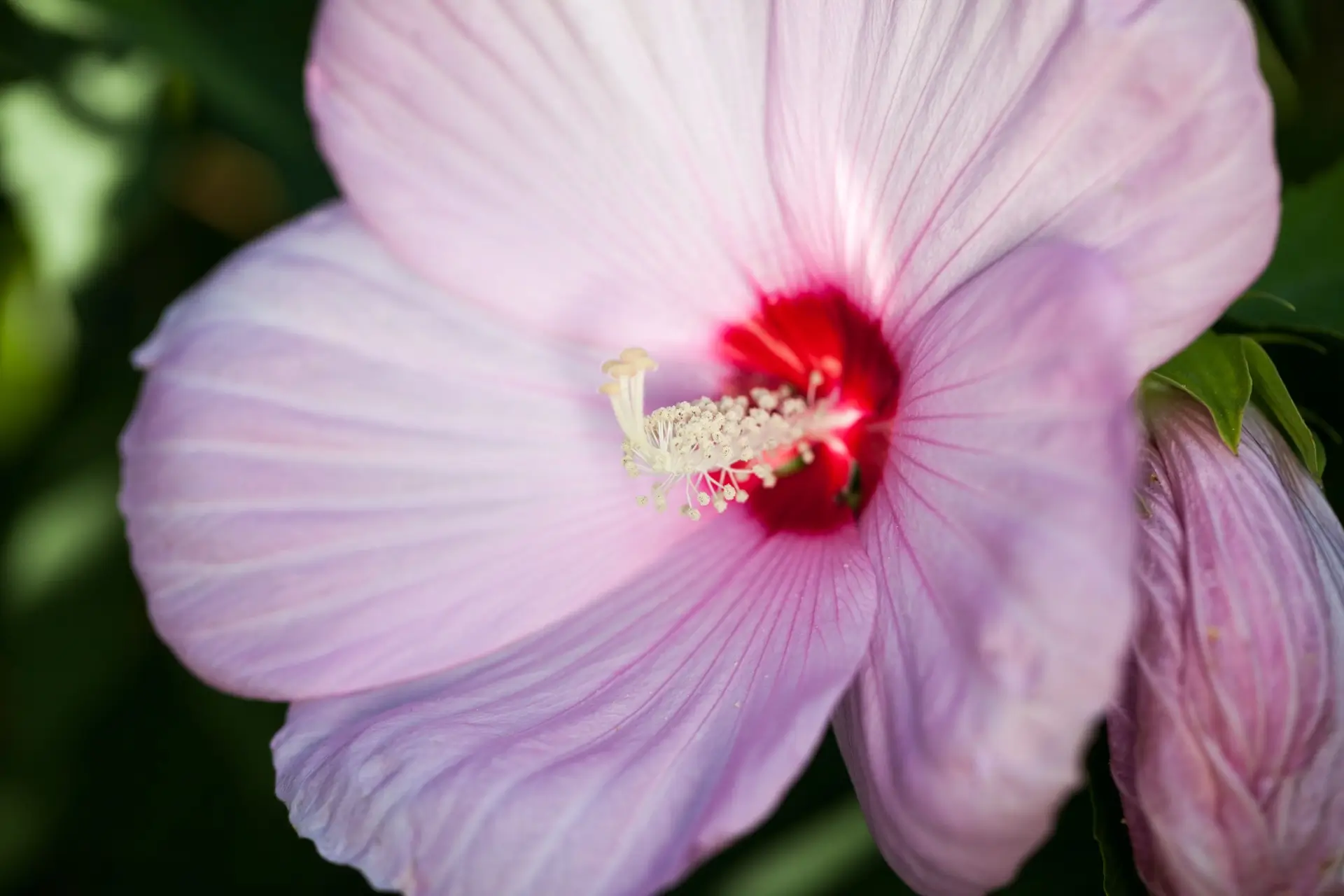 In foto Hibiscus moscheutos