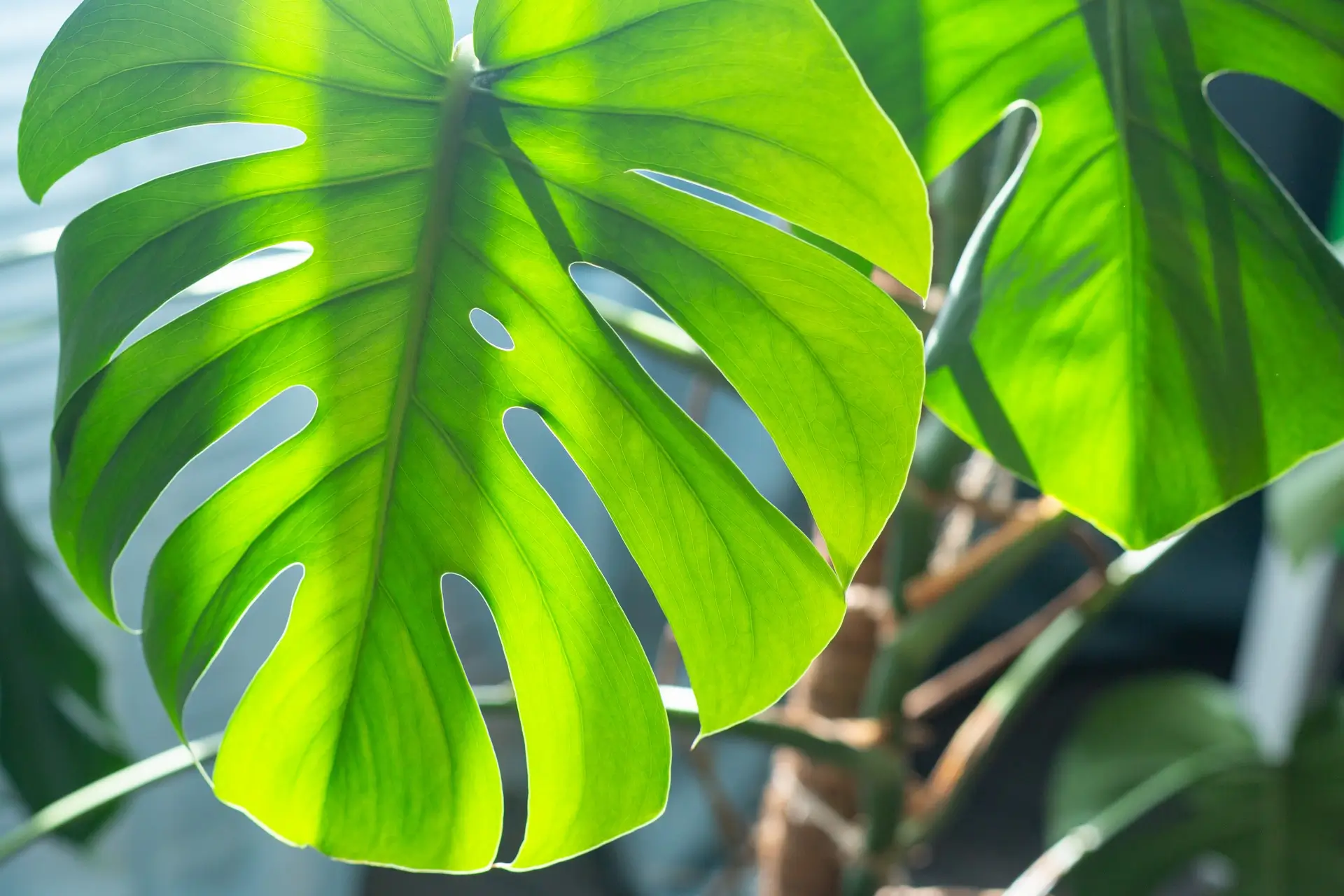 Monstera Deliciosa
