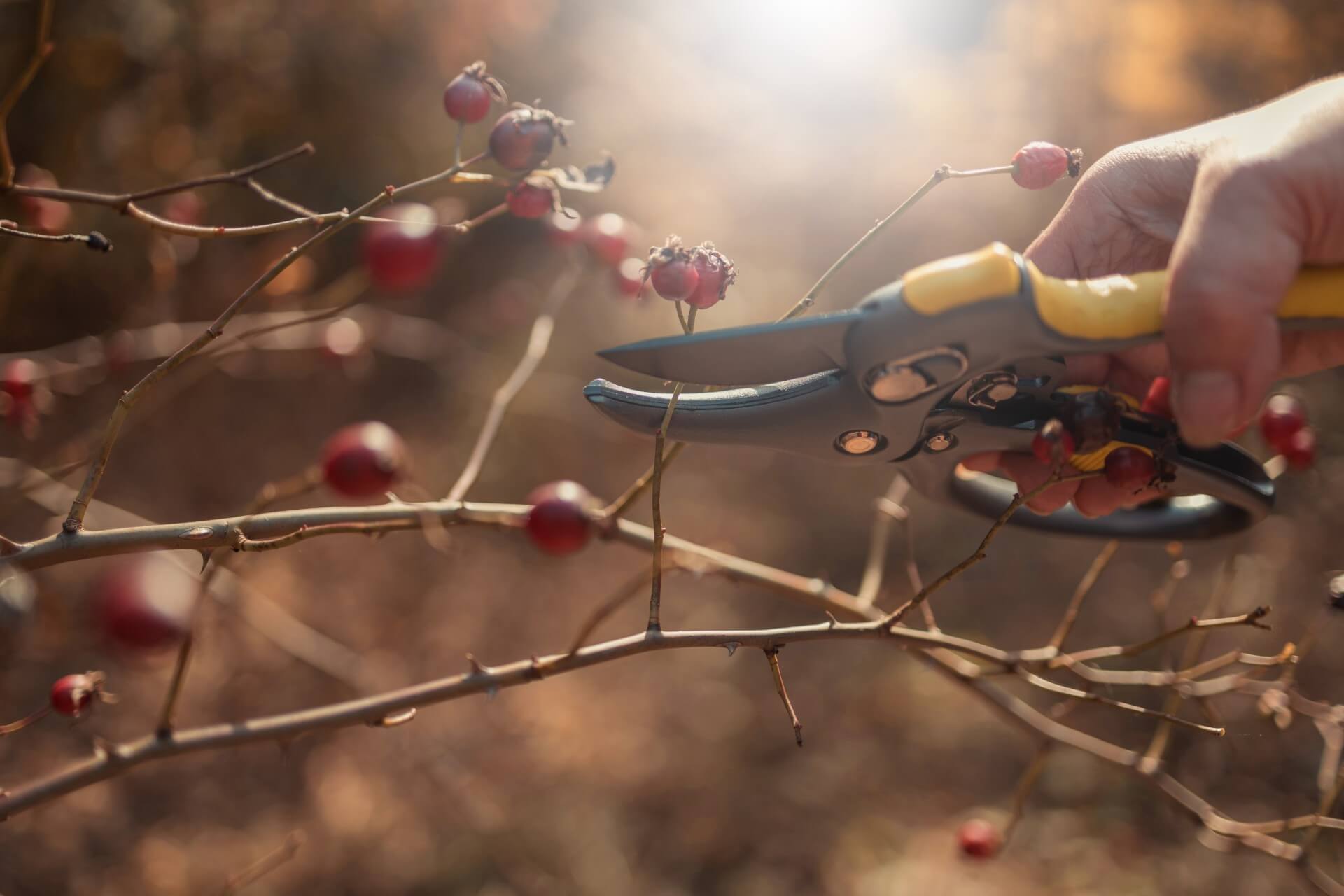 gathering-wild-rose-hips-with-pruning-shears-2026-03-20-06-00-31-utc (FHD)